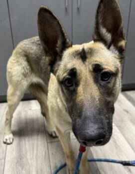 DELILAH -  German Shepherd Dog Dog Available for Adoption in Redlands, California - DELILAH | PetCurious