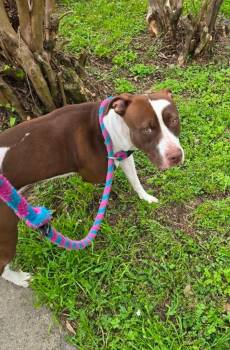 Terrier and Labrador Retriever Dogs Available for Adoption - Camellia | PetCurious