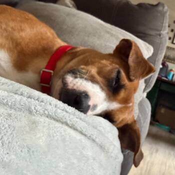 Mixed Breed Dogs Available for Adoption in Chattanooga, Tennessee - Cinnamon | PetCurious