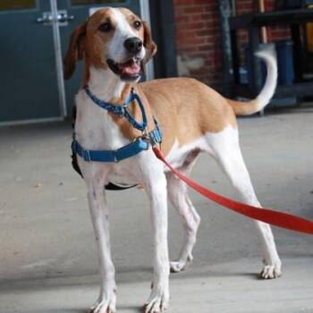 Carl -  Hound and Mixed Breed Dog for Adoption in Richmond, Virginia - Carl | PetCurious