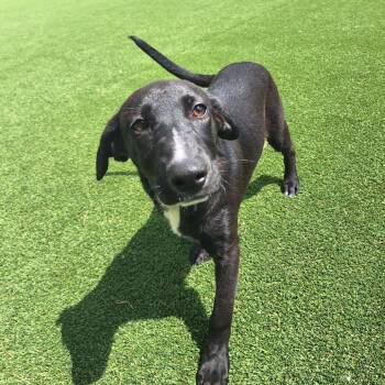 Naoki Nanami 3936 -  Black Labrador Retriever and Mixed Breed Dog for Adoption in Loxahatchee Groves, Florida - Naoki Nanami 3936 | PetCurious