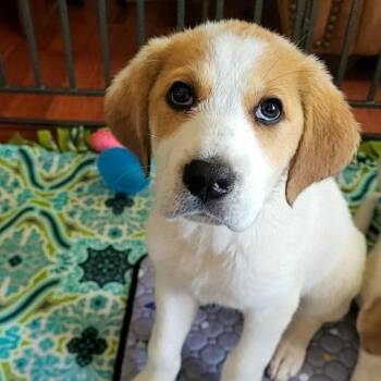 Mixed Breed Dogs Available for Adoption in Fredericksburg, Virginia - Melanie | PetCurious