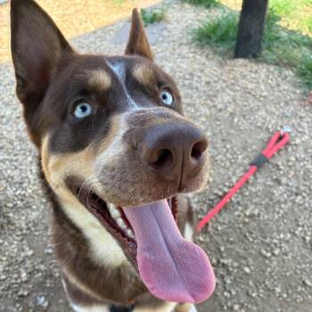 Quill -  Mixed Breed Dog for Adoption in Philadelphia, Pennsylvania - Quill | PetCurious