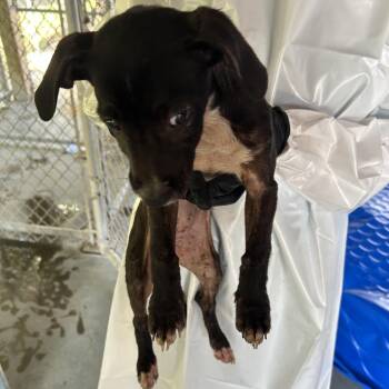 (Found) Magpie -  Pit Bull Terrier and Mixed Breed Dog for Adoption in Cabot, Arkansas - (Found) Magpie | PetCurious
