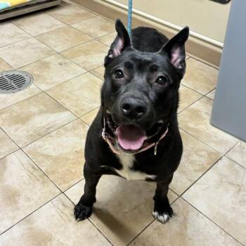 Pit Bull Terrier Dogs Available for Adoption in Troutdale, Oregon - Nala | PetCurious