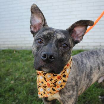 Rescue Pit Bull Terrier Dogs for Adoption in Newark, New Jersey - Cedric | PetCurious