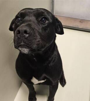 Pit Bull Terrier Dogs Available for Adoption - Lance -- URGENT! | PetCurious