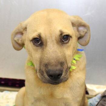 Boots -  Mixed Breed Dog for Adoption in Lansing, Michigan - Boots | PetCurious