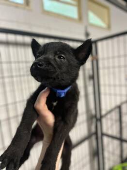 Belgian Shepherd Malinois Dogs Available for Adoption in Imlay City, Michigan - DND Litter - Bugbear - Located In NC | PetCurious