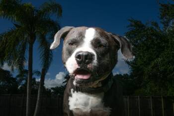 Pit Bull Terrier Dogs Available for Adoption in Fort Lauderdale, Florida - Atlas | PetCurious