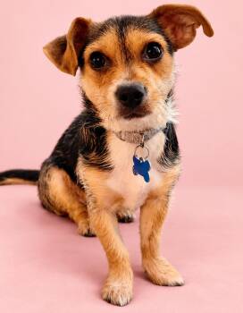 Gracie -  Border Terrier and Parson Russell Terrier Dog for Adoption in Palo Alto, California - Gracie | PetCurious
