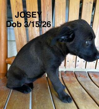 Josey -  Labrador Retriever and Mixed Breed Dog for Adoption in North Richland Hills, Texas - Josey | PetCurious