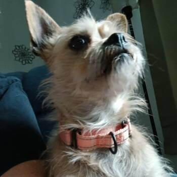 Mixed Breed Dogs Available for Adoption in Olathe, Kansas - Ivy | PetCurious