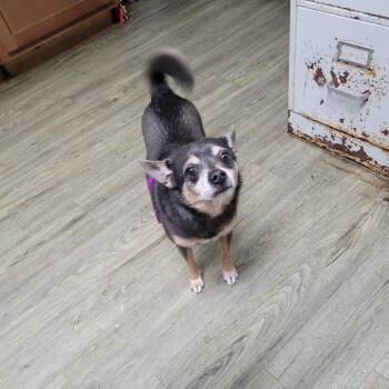 Liberty -  Chihuahua Dog for Adoption in Summerville, South Carolina - Liberty | PetCurious