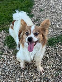 Romeo -  Papillon Dog for Adoption in Decorah, Iowa - Romeo | PetCurious