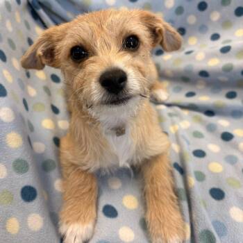 August -  Terrier Dog for Adoption in Long Beach, California - August | PetCurious