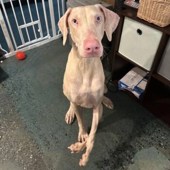 Doberman Pinscher Dogs Available for Adoption - WINTER | PetCurious