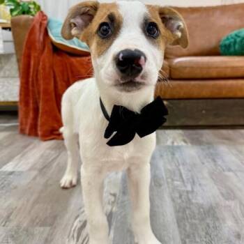 Spruce Lee Penelope -  Labrador Retriever and German Shepherd Dog Dog for Adoption in Friendswood, Texas - Spruce Lee Penelope | PetCurious