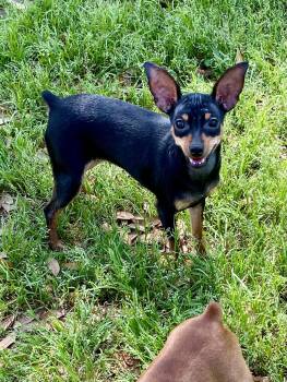 Rescue Miniature Pinscher and Chihuahua Dogs for Adoption in Houston, Texas - Avery | PetCurious