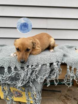Jack and Jill -  Jack Russell Terrier and Fox Terrier Dog for Adoption in Armada, Michigan - Jack And Jill | PetCurious