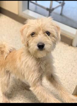 Tazz -  Wirehaired Terrier and Miniature Schnauzer Dog for Adoption in Baton Rouge, Louisiana - Tazz | PetCurious