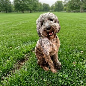 Goldendoodle Dogs Available for Adoption in Boca Raton, Florida - Shadow | PetCurious