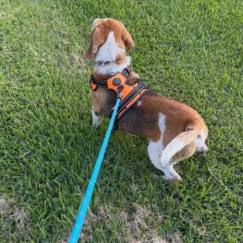 Bart -  Beagle and Basset Hound Dog for Adoption in Austin, Texas - Bart | PetCurious