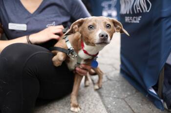 Rescue Mixed Breed Dogs for Adoption in New York, New York - King Louis | PetCurious