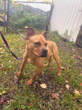 Beatrice -  American Staffordshire Terrier and Boxer Dog for Adoption in Warren, Pennsylvania - Beatrice | PetCurious