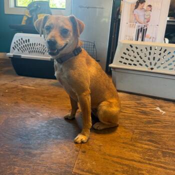 Jack Russell Terrier and Mixed Breed Dogs Available for Adoption in Amory, Mississippi - Ginger 042201A | PetCurious