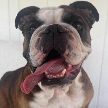 Barb -  English Bulldog and Bulldog Dog for Adoption in Bryan, Texas - Barb | PetCurious