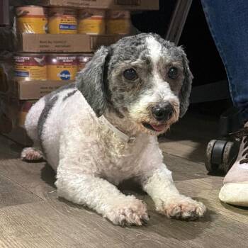Prince Poppa -  Mixed Breed Dog for Adoption in Wappingers Falls, New York - Prince Poppa | PetCurious