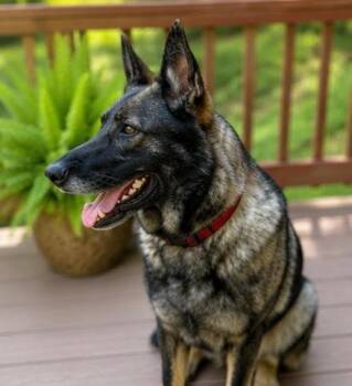 Izzy -  German Shepherd Dog Dog for Adoption in Louisville, Kentucky - Izzy | PetCurious