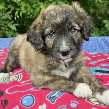 Australian Shepherd Dogs Available for Adoption in Pelham, New Hampshire - Ravioli  | PetCurious