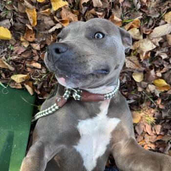 Gatling -  Mixed Breed Dog for Adoption in Windsor, Virginia - Gatling | PetCurious