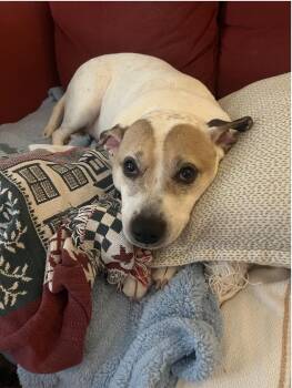 Mellie -  American Staffordshire Terrier and Terrier Dog for Adoption in Cumming, Georgia - Mellie | PetCurious