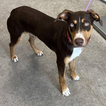 Nigel -  Mixed Breed Dog for Adoption in Las Cruces, New Mexico - Nigel | PetCurious