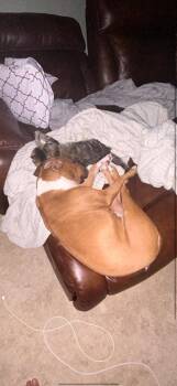 cody -  Boxer Dog for Adoption in Cary, North Carolina - Cody | PetCurious