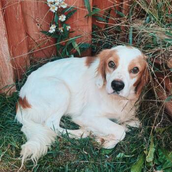 Hoss -  Spaniel and Mixed Breed Dog for Adoption in Cincinnati, Ohio - Hoss | PetCurious