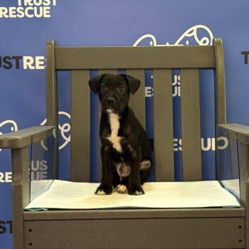 SCULLY -  Terrier and Mixed Breed Dog for Adoption in Waterford, New Jersey - SCULLY | PetCurious