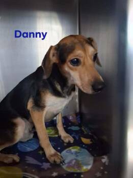 Sf Danny -  Beagle and Chihuahua Dog for Adoption in Warrenton, Missouri - Sf Danny | PetCurious