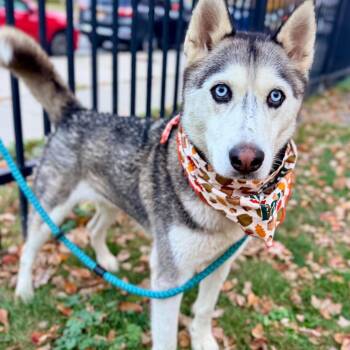 Duke -  Husky Dog for Adoption in Buffalo, New York - Duke | PetCurious