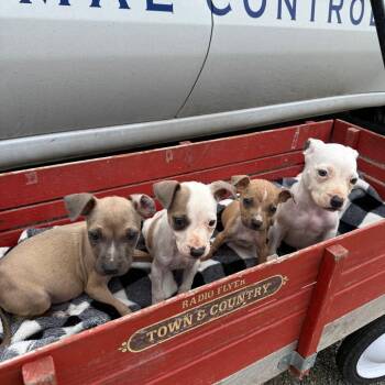 Pit Bull Terrier and Mixed Breed Dogs Available for Adoption in Corsicana, Texas - Pablito P46693 | PetCurious