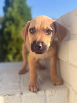 Rescue Black Mouth Cur and Labrador Retriever Dogs for Adoption in Mt. Juliet, Tennessee - Wilson (bottle Baby) | PetCurious
