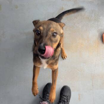 Shepherd Dogs Available for Adoption in Kyle, Texas - JAR JAR BINKS | PetCurious