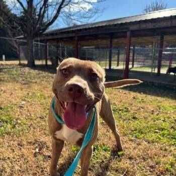 Rescue Pit Bull Terrier Dogs for Adoption in Fayetteville, Arkansas - Lady | PetCurious