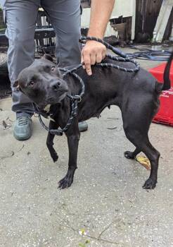 Rescue Mixed Breed Dogs for Adoption in Palmetto, Florida - A130175 | PetCurious