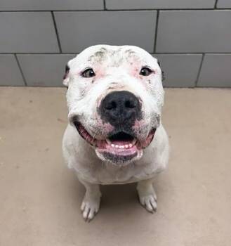 Mixed Breed Dogs Available for Adoption in Nashville, Tennessee - Bonnie | PetCurious