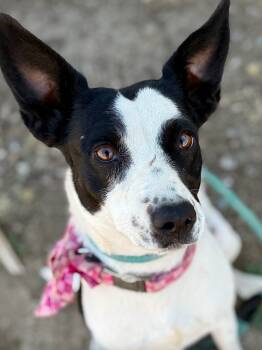 Rescue Border Collie Dogs for Adoption in Tehachapi, California - Orisa | PetCurious
