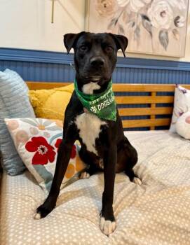 Baker Buddy the Bestest Boy -  Pit Bull Terrier and Labrador Retriever Dog for Adoption in Friendswood, Texas - Baker Buddy The Bestest Boy | PetCurious